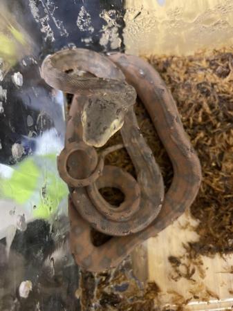 Image 9 of Baby Amazon tree boas11 baby’s all eating well  3,5,6 sold