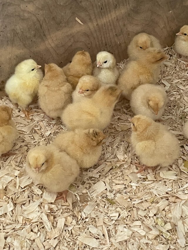 Preview of the first image of Buff Orpington chicks large fowl.