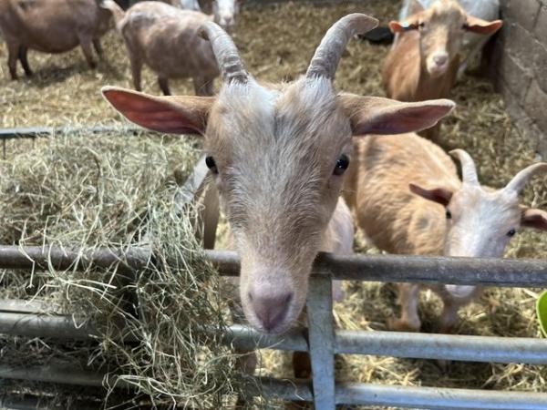 Image 1 of British Guernsey type wether pet goats