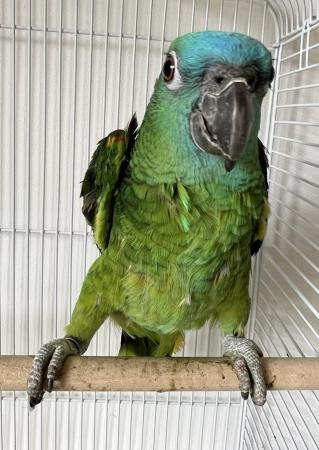Image 5 of Beautiful young Blue Front Amazon Female talking parrot