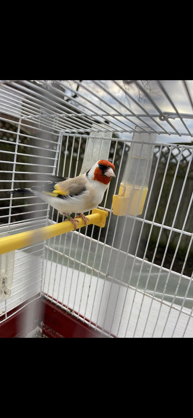 Preview of the first image of 3 Siberian goldfinch cock.