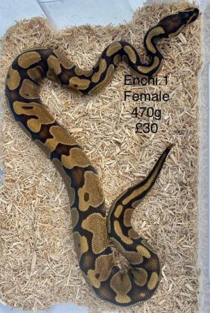 Image 23 of Royal Pythons for sale.