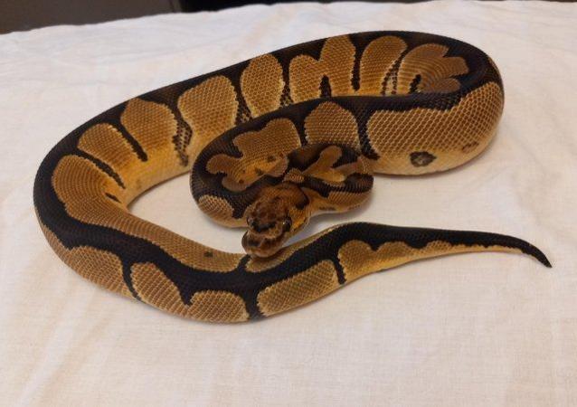 Image 4 of Female clown ball python 6 months old