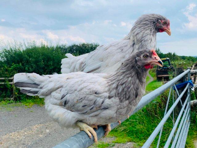 Preview of the first image of LILAC SPLASH MARAN PULLETS / 18 WEEKS OLD P.O.L..