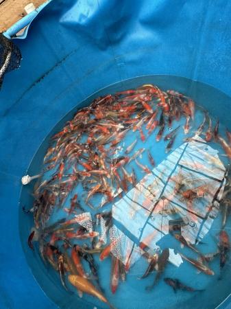 Image 2 of Japanese koi ???? for sale numerous breeds