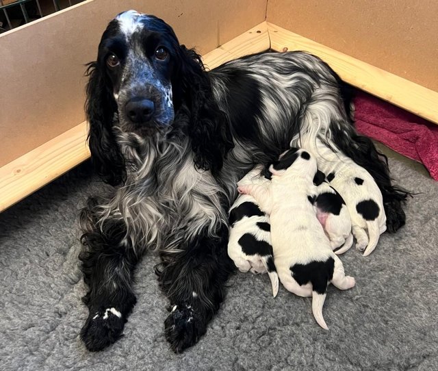 Blue roan cocker spaniel puppies for sale 2024 north west