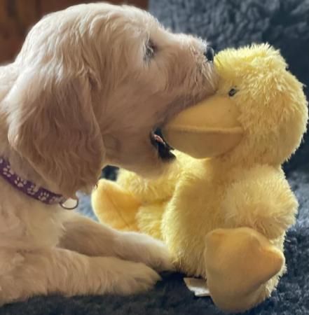 Image 3 of Beautiful Goldendoodle puppies for sale