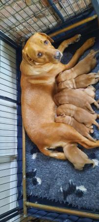 Image 5 of Ready for half chunky fox red labrador puppies ready end may