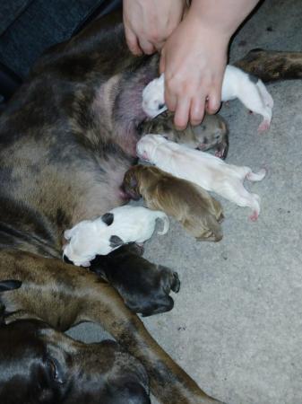 Image 13 of Staffordshire bull terrier puppies
