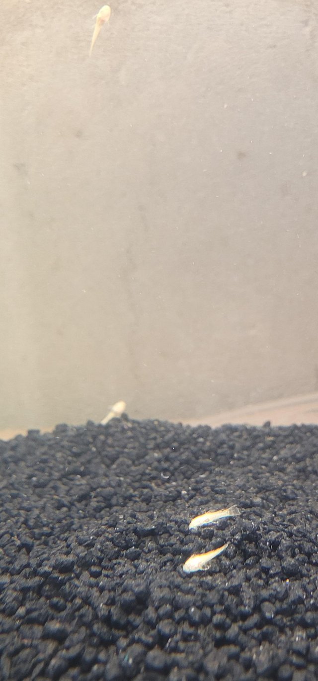 Preview of the first image of Albino bristlenose plecos 1.5cm fry.