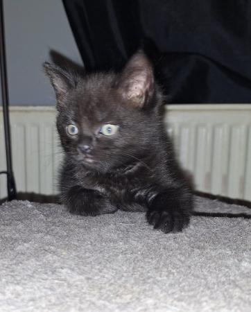 Image 5 of Open to offers for 3 kittens looking for a forever home
