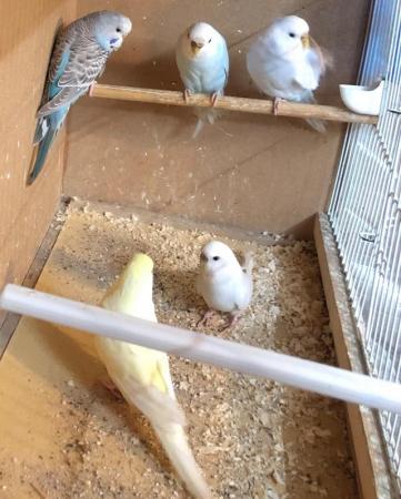 Image 2 of Female budgies looking for good loving homes