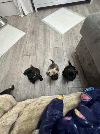 Image 8 of Frugs- frenchie x pug puppies 1 girl remaining