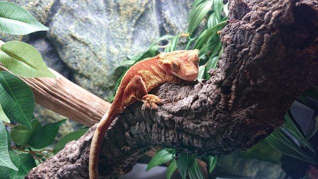 Image 4 of Beautiful Red Harlequin Pinstripe Crested Gecko