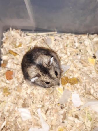 Image 4 of Baby winter white dwarf hamsters