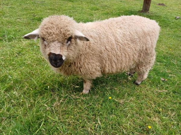 Image 1 of Valais cross ewe lambs 50% and 75%