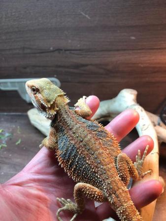 Image 7 of Female Bearded Dragon 2 years old