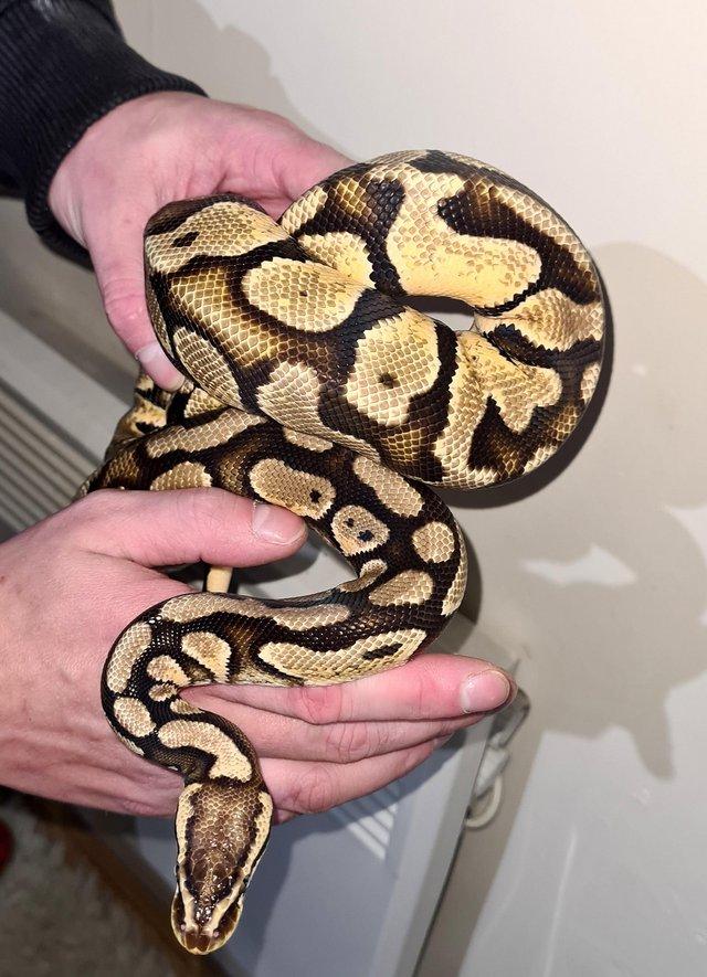 Preview of the first image of Pastel YellowBelly Ball Python - CB20 Male.