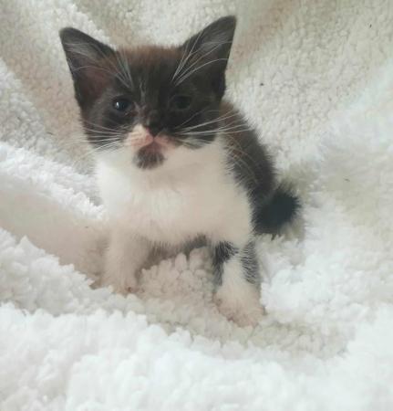 Image 6 of Pretty kittens, wormed, litter trained, microchipped