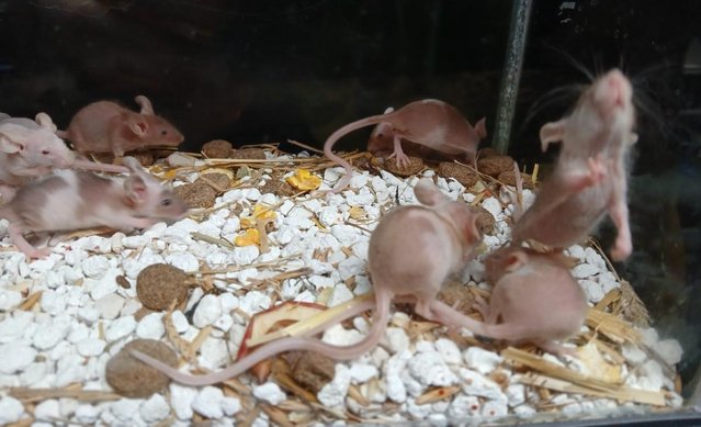 Image 20 of Naked Mice , Males and Females