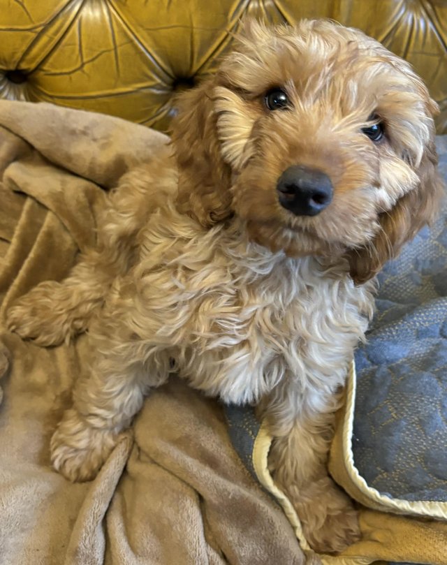 Preview of the first image of 1 female -left! F1 Cockapoo puppies.