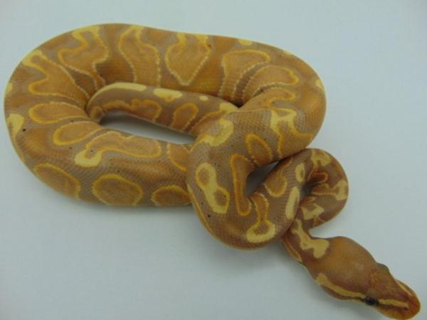 Image 5 of Male GHI Banana(Female Maker) Ball Python 217 grams