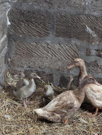 Image 3 of For sale: 10x 3 week old Buff Orpington ducklings