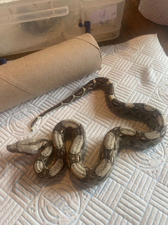 Image 13 of Boa Constrictor Babies for sale