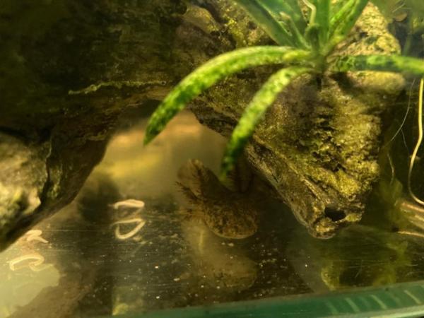Image 5 of Axolotls for sale adults & young