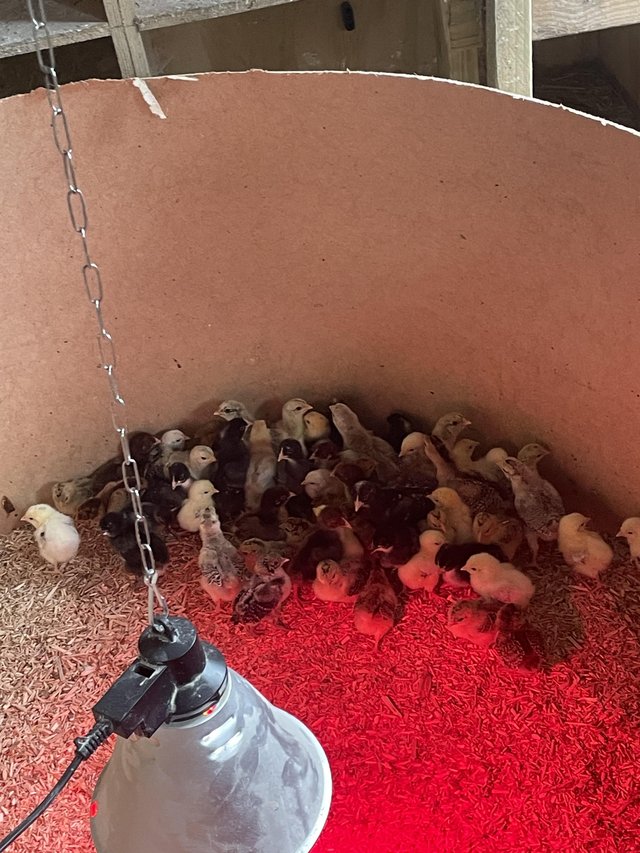 Preview of the first image of Day old chicks available.