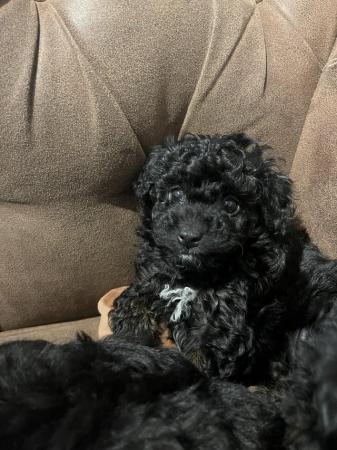 Image 7 of Poochon puppies for sale