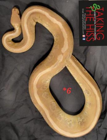 Image 3 of Royal pythons various morphs 2013-2021