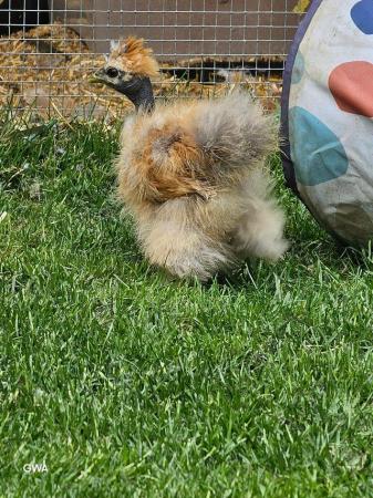 Image 10 of SHOWGIRL/SILKIE fertile hatching eggs