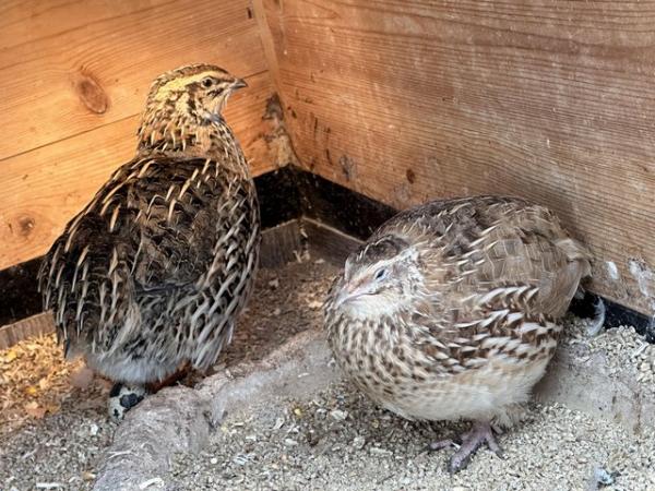 Image 3 of Adult quails in pairs available