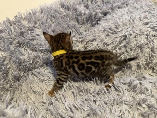 Image 5 of Tica bengal kittens for sale!