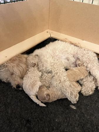 Image 2 of **Ready now ** Reduced **Beautiful apricot mini toy poodles