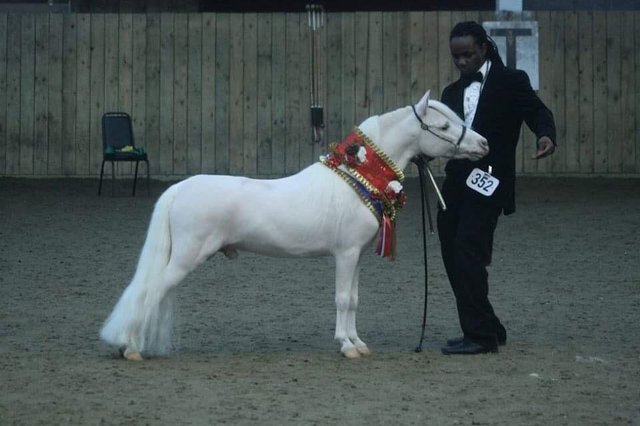 Image 4 of Stunning Miniature show horse