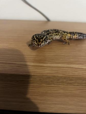 Image 4 of Leopard gecko female approx 8 yrs old.