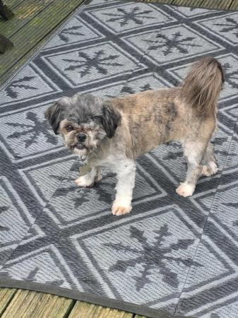 Image 10 of PIXIE IS A VERY SWEET STEADY 5YR OLD SHIH TZU GIRL