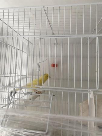 Image 1 of Waterslager canary birds for sale