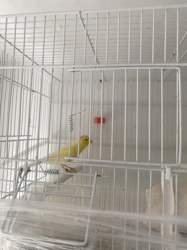 Preview of the first image of Waterslager canary birds for sale.