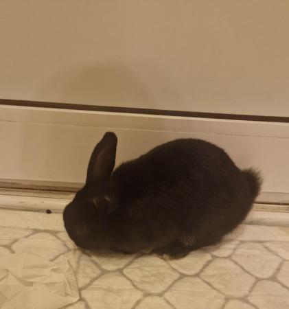 Image 4 of Black adorable female Rabbit