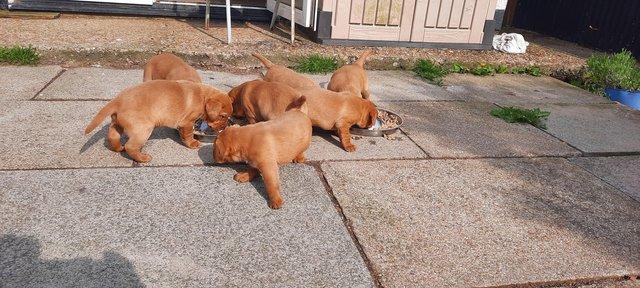 Image 4 of Ready for half chunky fox red labrador puppies ready end may