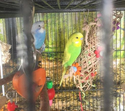 Image 3 of Baby Budgies need new home