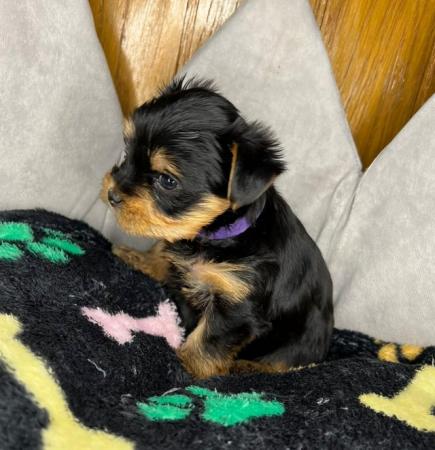 Image 7 of Pedigree Yorkshire Terrier puppies