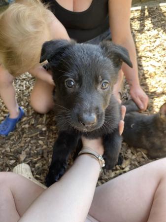 Image 7 of German Shepherd puppies for sale