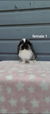 Image 12 of Gorgeous mini lop rabbits ready to leave