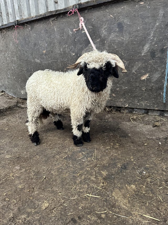 Preview of the first image of Valais Blacknose tup for sale.