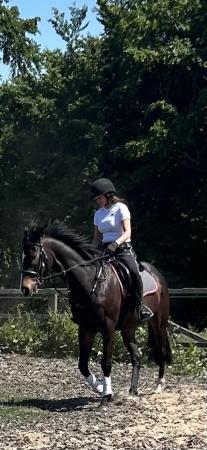 Image 3 of THOROUGHBRED EX-RACEHORSE GELDING FOR SALE