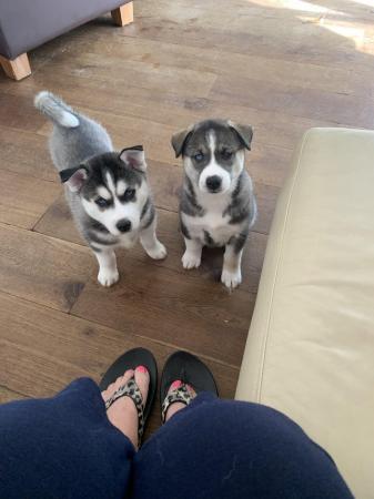 Image 2 of Kennelclub registered Siberian husky puppies